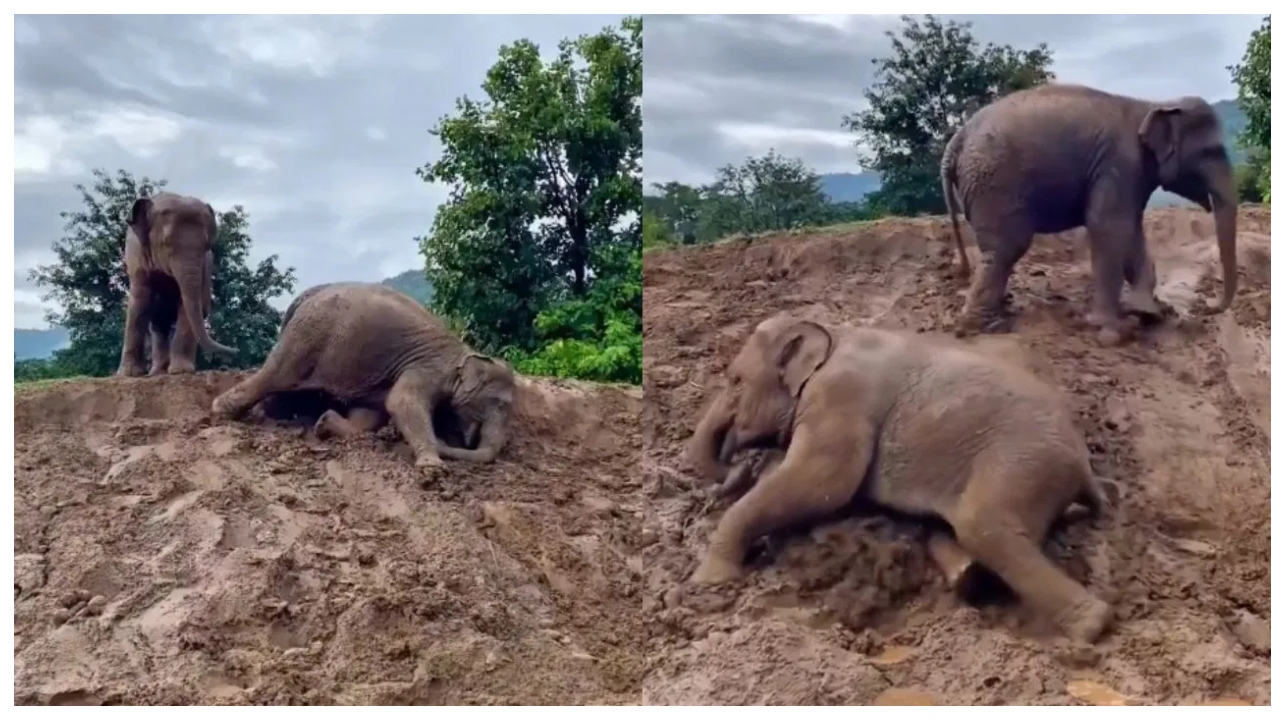 குட்டி யானைகளின் குறும்பை ஒருவாட்டி பாருங்க… கவலை மறந்து சிரிக்கணுமா?…. பார்க்கவே ரொம்ப ஆச்சரியமா இருக்கு… 2026-இன் செம ட்ரெண்டிங் வீடியோ…!!!