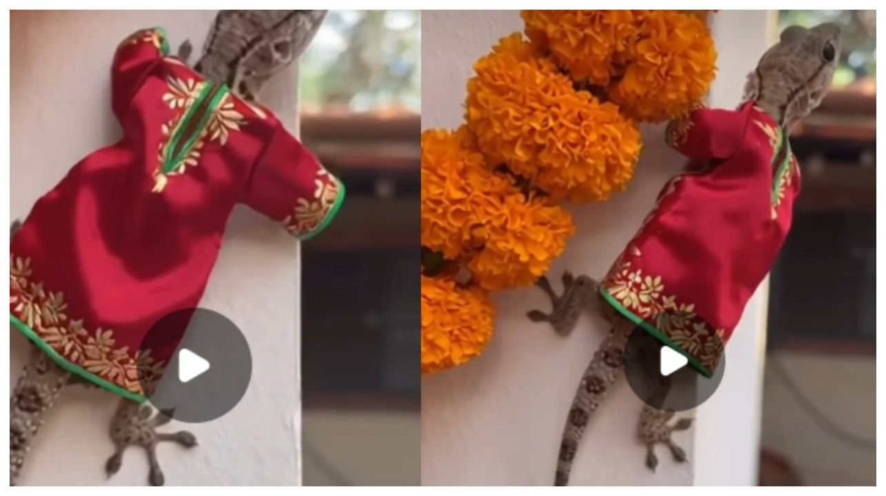 பல்லிக்கு டிரெஸ்ஸா?… யாரும் ஆடையில்லாமல் இருக்கக்கூடாது… இதைப் பார்த்தால் விழுந்து விழுந்து சிரிப்பீங்க… பல்லிக்கு பேஷன் டிசைனர் ஆன வாலிபரின் வைரலான வீடியோ…!!!