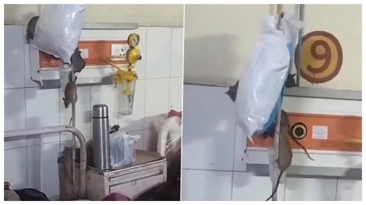 ஆக்சிஜன் பைப் அருகே எலிகளின் ‘ஆட்டம்… நிஜமாகவே இது மருத்துவமனைதானா?… மரண பயத்தில் நோயாளிகள்… சமூக வலைதளங்களில் கொந்தளிப்பு… அதிரவைக்கும் வீடியோ…!!!