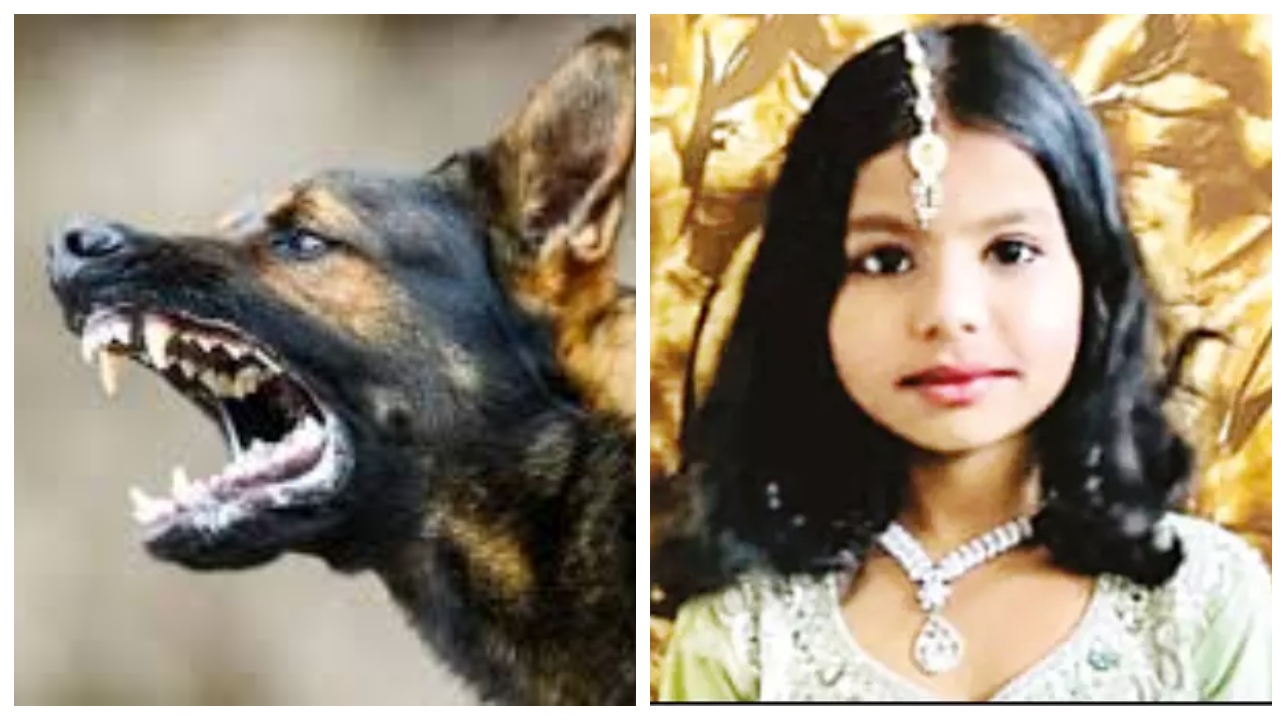 10 வயது சிறுமியின் கதறல்… தெருநாய்கள் இவ்வளவு ஆபத்தானவையா?… பெற்றோர் கண்முன்னே பறிபோன உயிர்… யார் இதற்குப் பொறுப்பு?… பதறவைக்கும் பின்னணித் தகவல்கள்..!!!