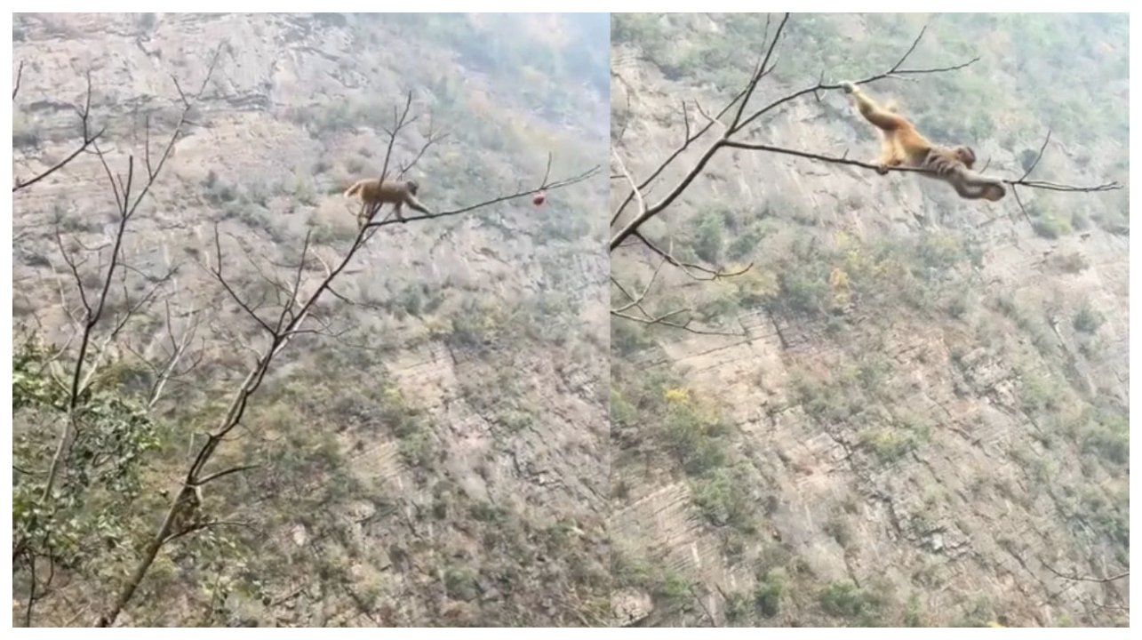 எமனுக்கே சவால் விட்ட குரங்கு… இது நிஜமாவே ‘மரணத்தோடு விளையாட்டு தான்… தைரியம்னா இதுதான் தைரியம்…  இணையத்தையே உறைய வைத்த ‘மாஸ்’ வீடியோ…!!!