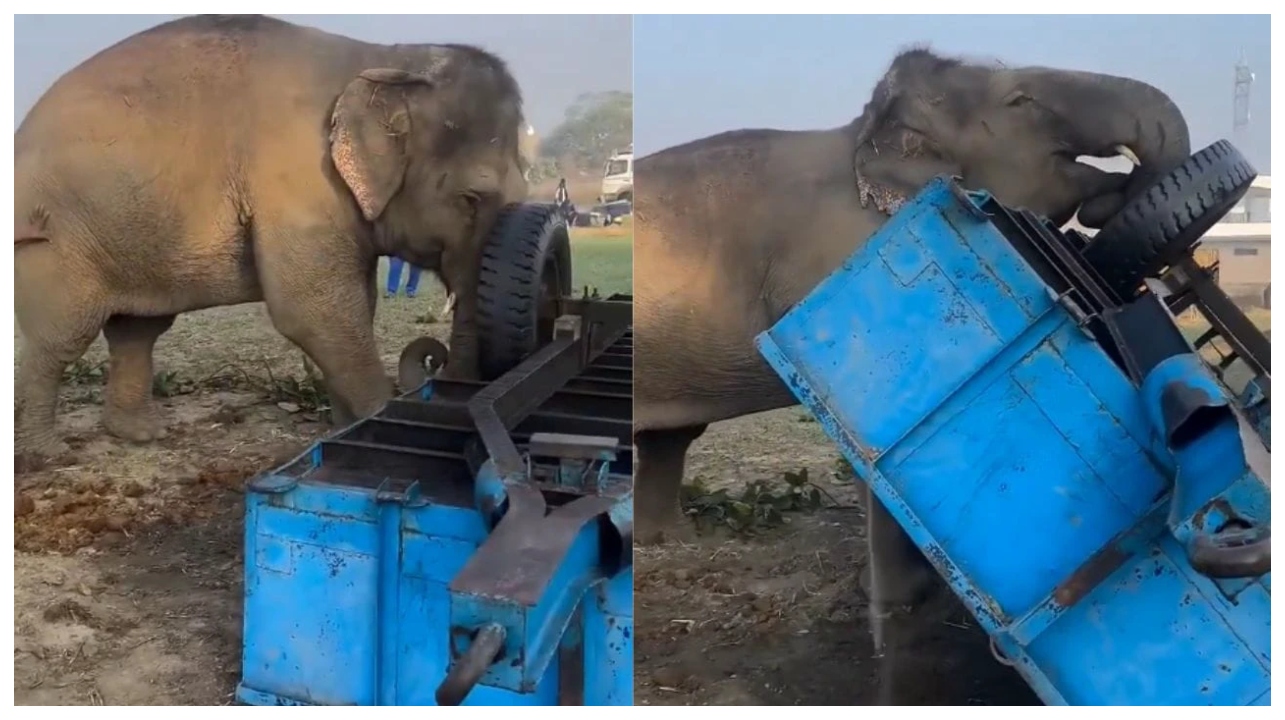 இது சும்மா பேச்சுக்கு இல்ல… ஒற்றைத் தும்பிக்கையால் கனரக டிராலியை தூக்கி எறிந்த யானை.. சில நொடிகளில் சுக்குநூறான டிராலி… வைரலான வீடியோ…!!!