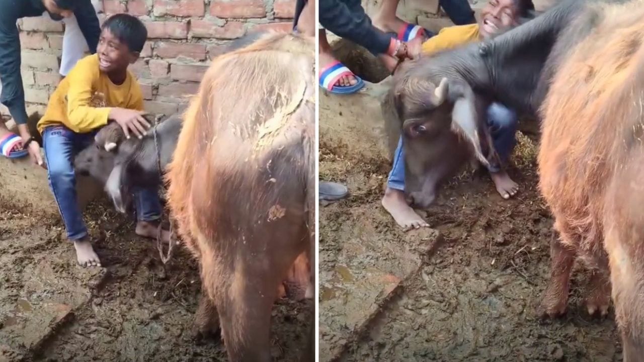 என் உயிரே போனாலும் விடமாட்டேன்… எருமை மாட்டை விற்க முயன்ற பெற்றோர்… நடுத்தெருவில் சிறுவன் செய்த காரியம்… கலங்கும் இணையதளம்…!!!