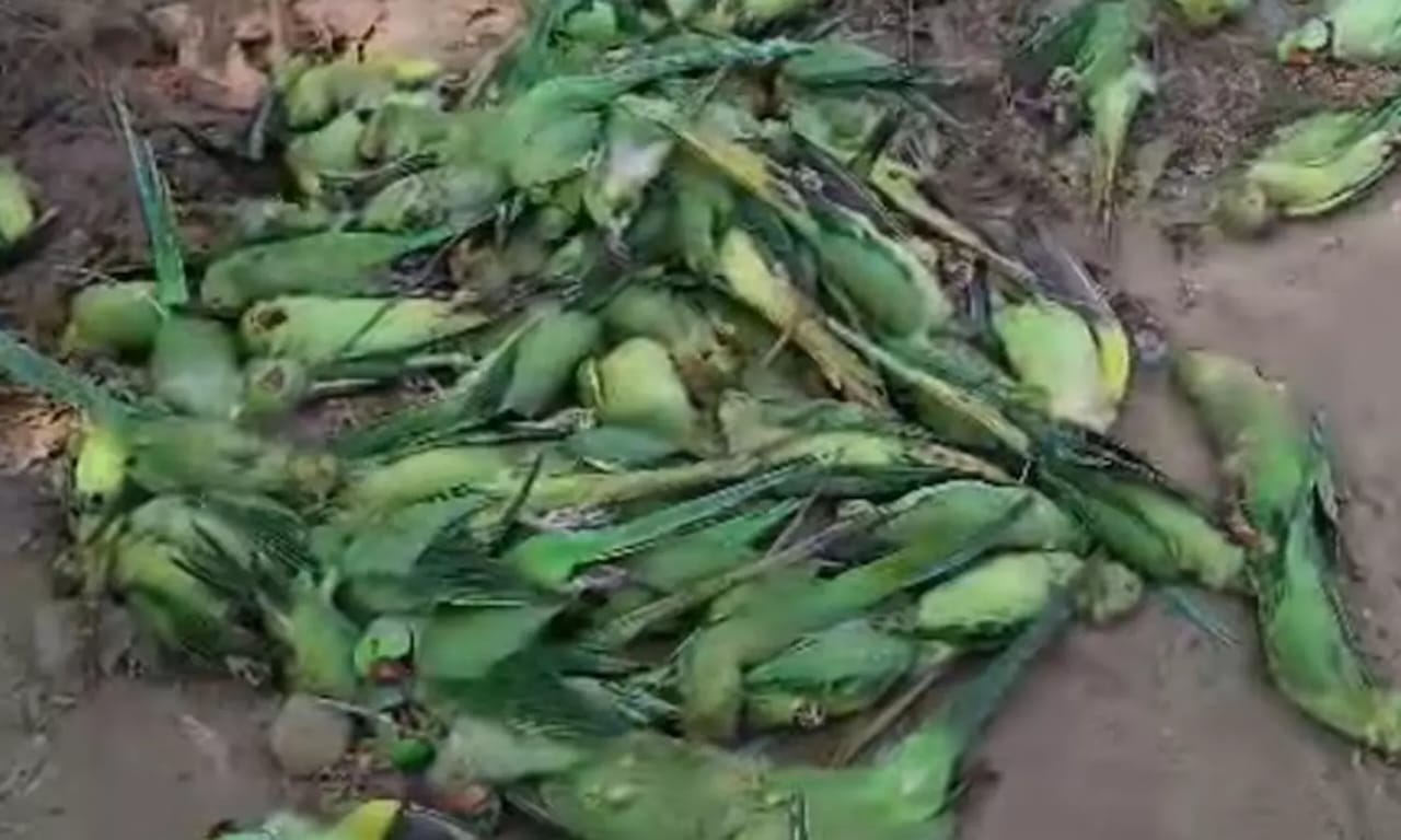 புண்ணியம் தேடிப் போய் பாவத்தில் முடிந்த செயல்..‌ நர்மதா நதிக்கரையில் 200 கிளிகள் திடீர் மரணம்.. பின்னணியில் இருக்கும் திடுக்கிடும் உண்மை..!!