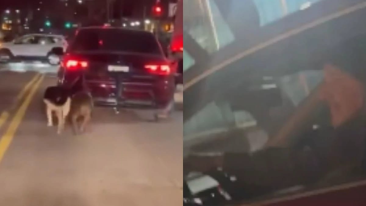 ஓடும் காரில் கட்டி இழுக்கப்பட்ட நாய்கள்… நடுரோட்டில் நடந்த கொடூரம்… முதியவர் செய்த காரியம்…!!!