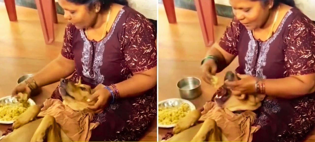“இவன் என் நாய் இல்ல.. என் புள்ள” குழந்தை போல செல்ல நாய்க்கு தாய் காட்டும் அரவணைப்பு.. வைரல் வீடியோ..!!