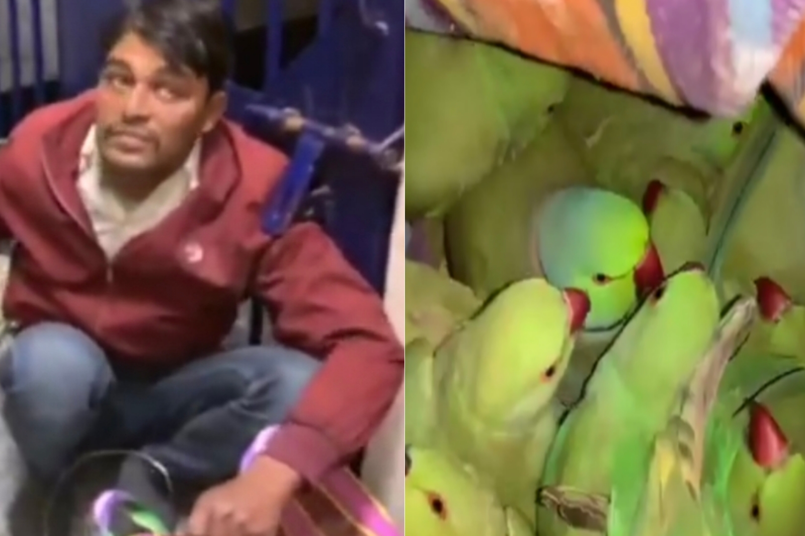 ரயிலில் பைகளுக்குள் கேட்ட சத்தம்…. ரயில்வே போலீஸாருக்கு காத்திருந்து அதிர்ச்சி…. உயிருடன் மீட்கப்பட்ட 400 கிளிகள்….!!