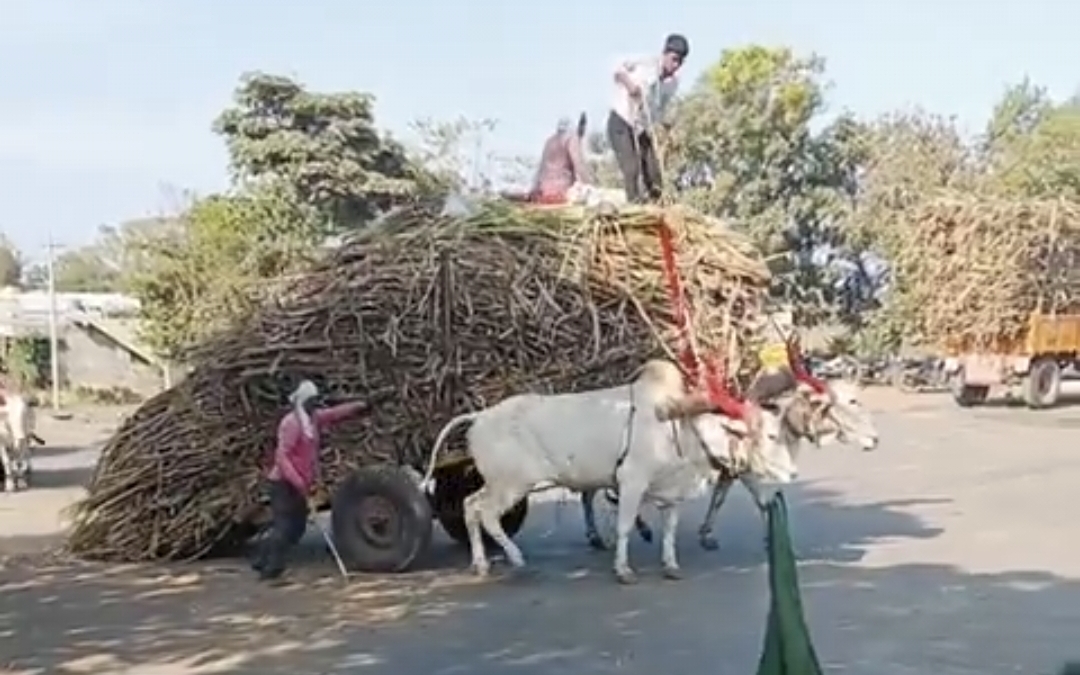 வாயில்லா ஜீவன இப்படி பண்றீங்களே….? “நடுங்கும் கால்கள்”, “கண்ணீர் சிந்தும் காளைகள்” வைரலாகும் வீடியோ….!!