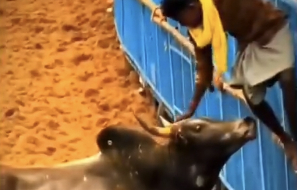 “வாடிவாசல்ல சீறி வந்த காளை…. எஜமானப் பார்த்ததும் பாசமான புள்ளையா மாறிடுச்சே” – நெஞ்சை நனைக்கும் ஜல்லிக்கட்டு வைரல் வீடியோ….!!