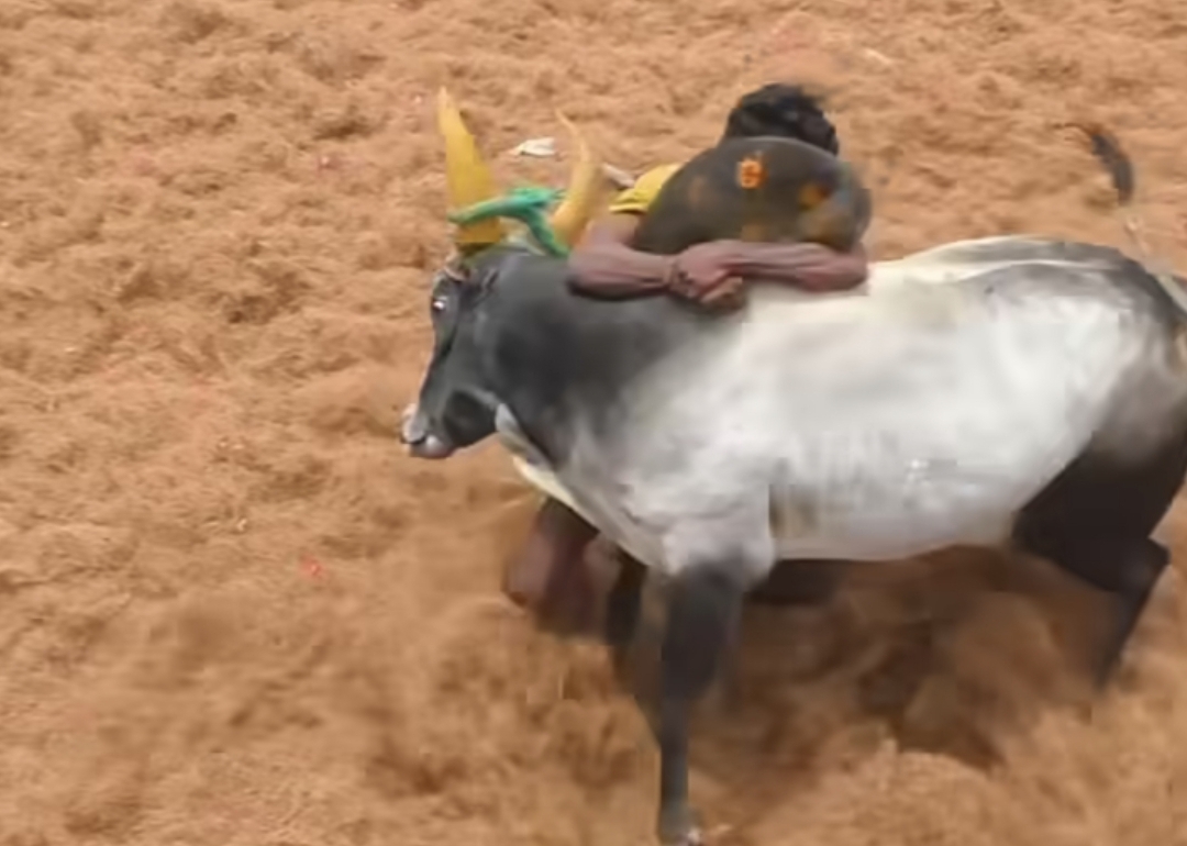 சீறி வந்த காளை…. தலை சுற்றி விழ வைத்த மாவீரன்…. இணையத்தை அதிரவைக்கும் வீடியோ….!!