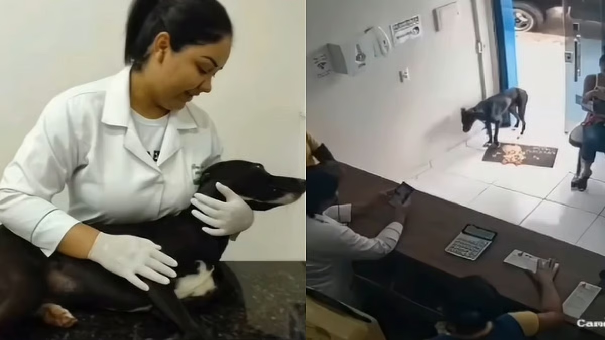 “டாக்டர் எனக்கு வலிக்குது!”… தானாகவே கிளினிக் வந்த நாய்..பரிசோதனையில் வெளிவந்த அதிர்ச்சி…வைரல் உருக்கமான வீடியோ..!!!