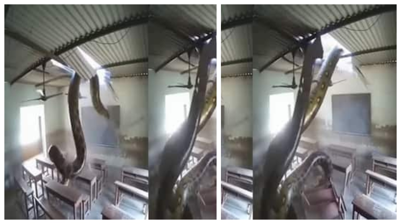 சினிமாவை மிஞ்சும் சம்பவம்…! “பள்ளி வகுப்பறையில் கூரையை உடைத்துக் கொண்டு உள்ளே வந்த அனகோண்டா”… நடுங்க வைக்கும் திகில் வீடியோ..!!