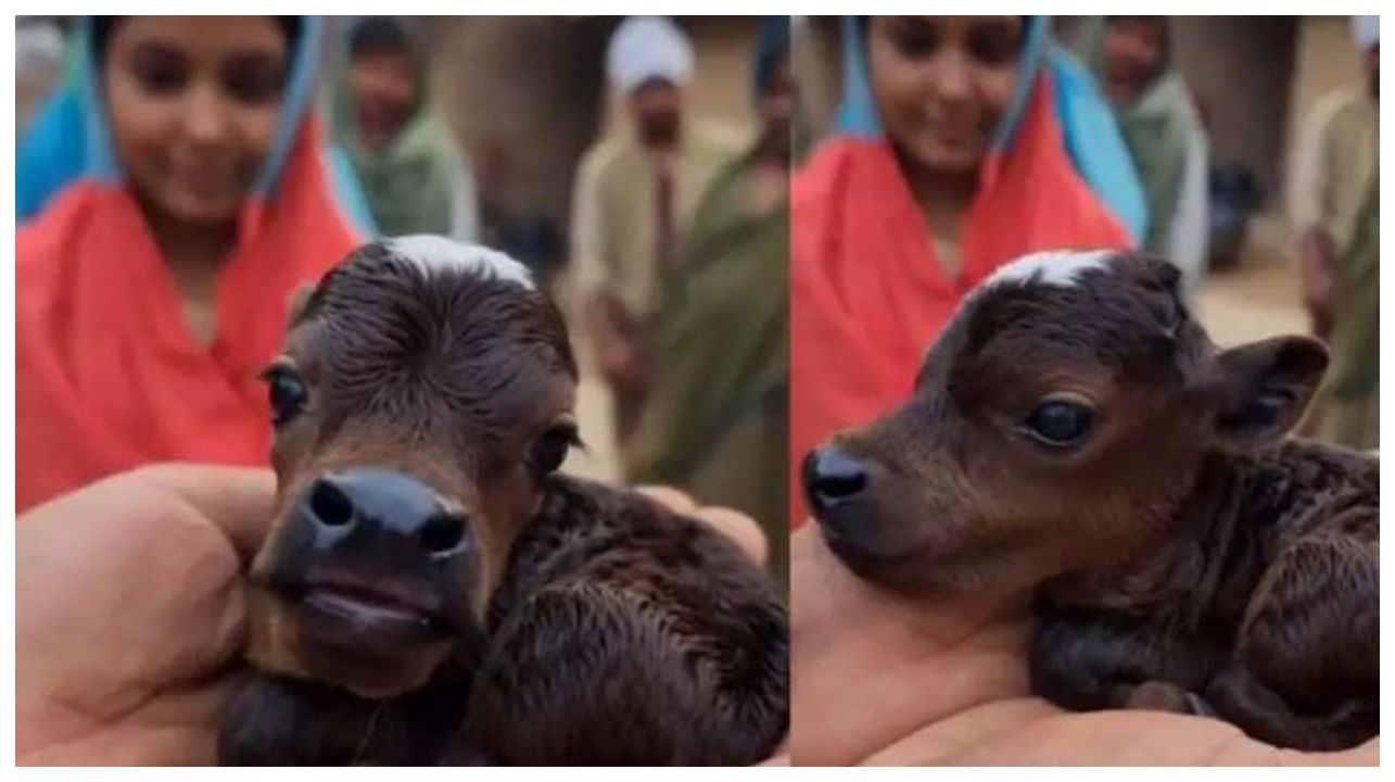 அடேங்கப்பா… எவ்ளோ க்யூட்டா இருக்கு… உள்ளங்கை அளவில் இருக்கும் கன்றுக்குட்டி… வைரலாகும் ஆச்சரிய வீடியோ…!!!