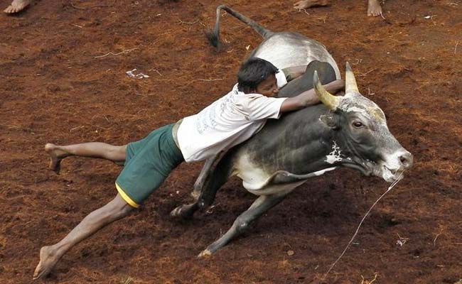 “ஜல்லிக்கட்டு ஒன்னும் ஐ.பி.எல் இல்ல!”.. மதுரை ஐகோர்ட்டு காட்டம்.. உயர் நீதிமன்றம் அதிரடி உத்தரவு..!!!