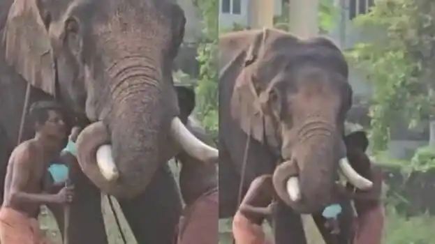 பகீர் வீடியோ: 2 மாதங்களுக்கு முன் பாகனை கொன்ற யானை.. இன்று அதன் காலடியில் பச்சிளம் குழந்தை பதறவைக்கும் உண்மை பின்னணி..!!