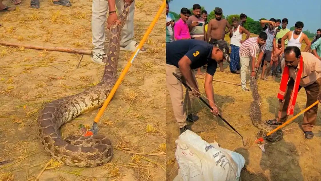 பார்த்தாலே பதறுது… கிராமத்திற்குள் புகுந்த ராட்சத மலைப்பாம்பு… வாலை பிடித்து இழுத்த மக்கள்… வைரலாகும் அதிர்ச்சி வீடியோ…!!!