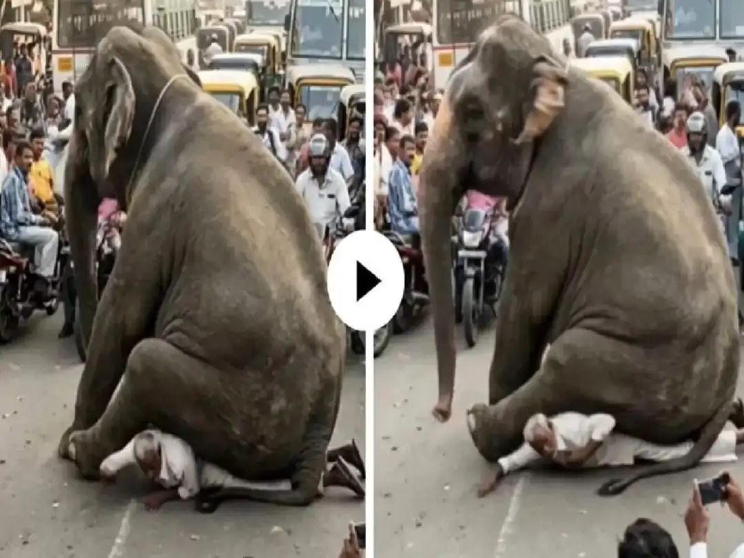 நிஜமா இல்ல AI-ஆ….?  இணையத்தைக் கலக்கும் யானை வீடியோ…. பின்னணியில் இருக்கும் உண்மை என்ன தெரியுமா….?