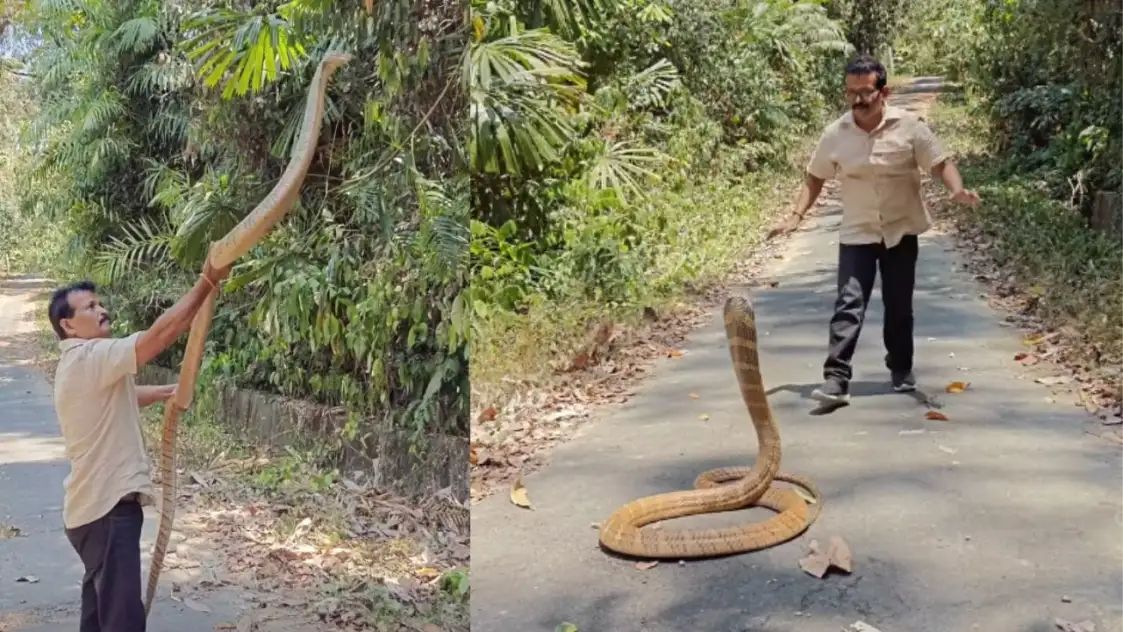 ஐயோ.! பார்த்தாலே பயமா இருக்கு… எவ்வளவு பெரிய ராஜநாகம்… அசால்ட்டாக கையில் பிடித்து தூக்கிய நபர்… சீறி பாய்ந்து… வைரலாகும் பகீர் வீடியோ…!!!