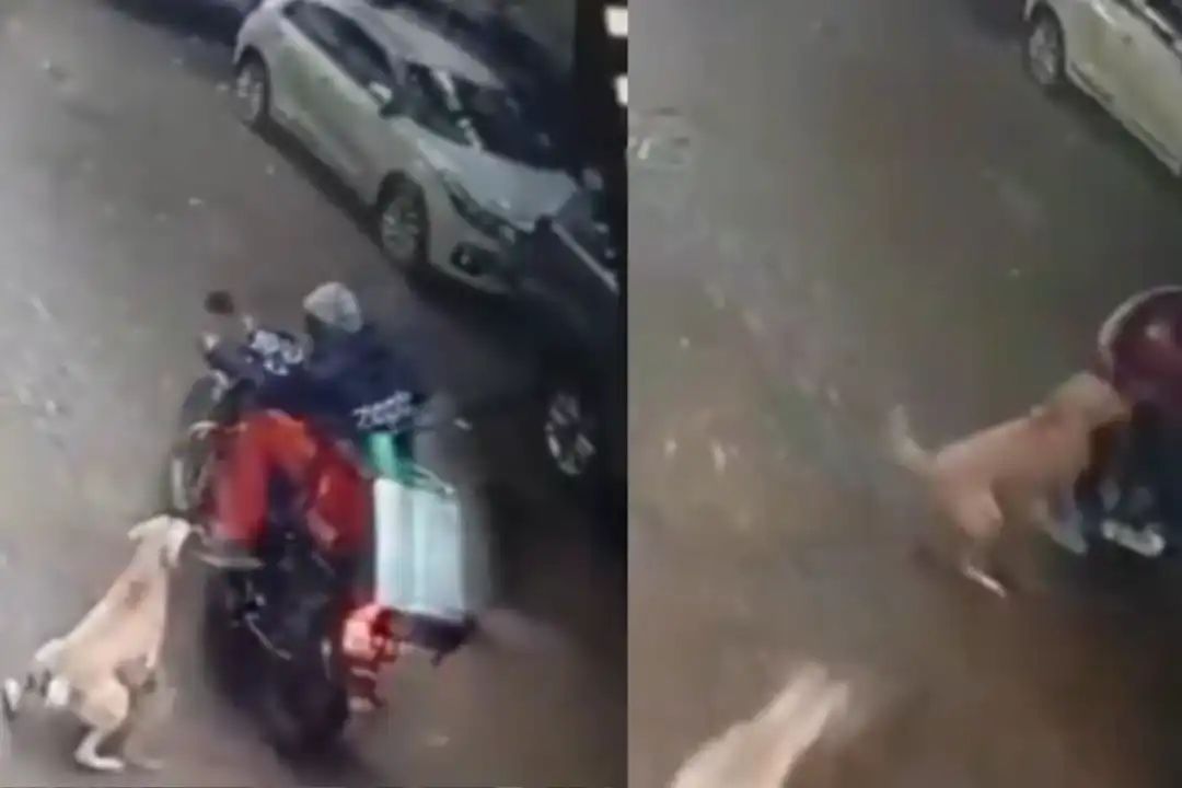 தெருநாய்களின் அட்டகாசம்… அடுத்தடுத்து இருவரின் காலை கவ்வி இழுத்து தாக்குதல்… பதற வைக்கும் வீடியோ…!!!