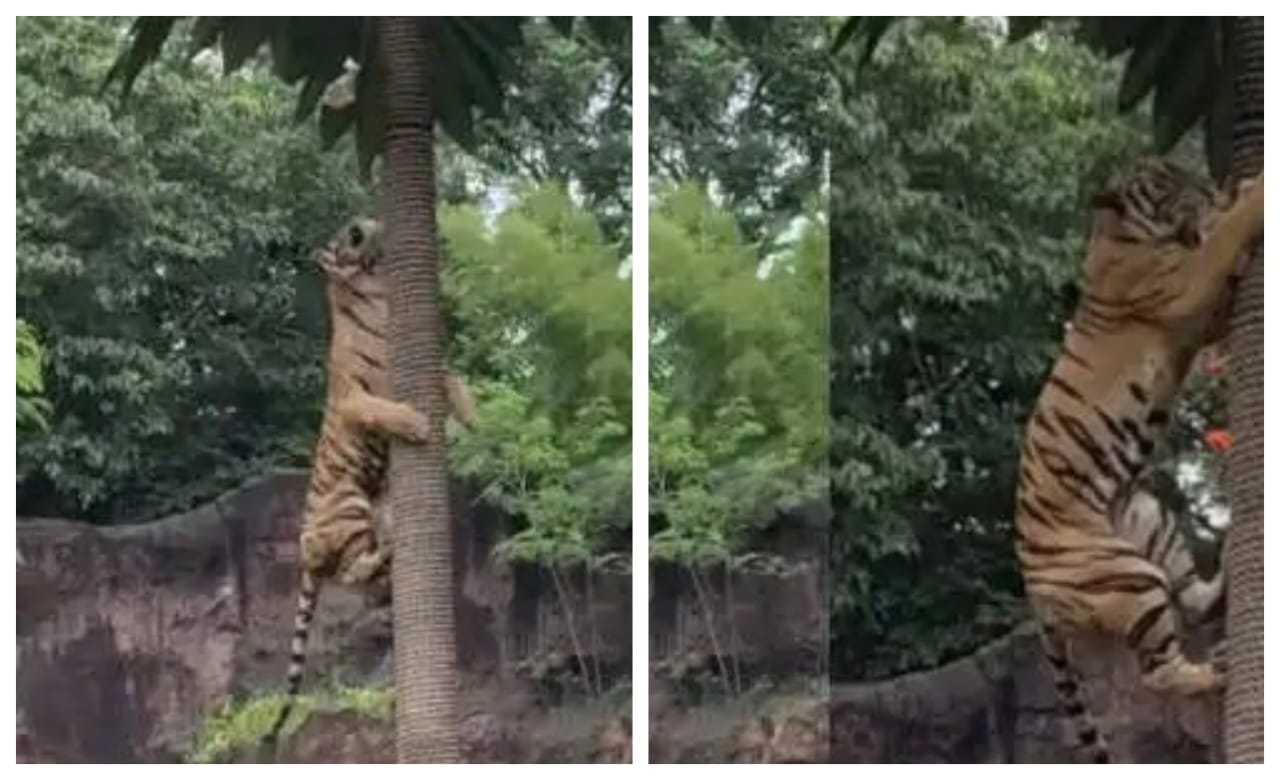 ரொம்ப பசிக்குது..! வானத்துல இருந்தா கூட சாப்டே ஆகணும்… இறைச்சிக்காக ராக்கெட் வேகத்தில் மரம் ஏறிய புலி… மிரண்டு போன இணையதளம்… ஆச்சரிய வீடியோ..!!