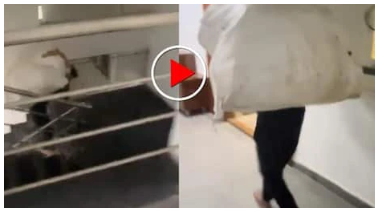 அடுக்குமாடி குடியிருப்பில் ஆறாவது மாடி வரை படிக்கட்டில் பாரம் சுமந்த தொழிலாளி… லிஃப்ட் தர மறுத்த கொடுமை… கல்லாய் போன மனிதர்கள்… வைரலாகும் வீடியோ..!!!