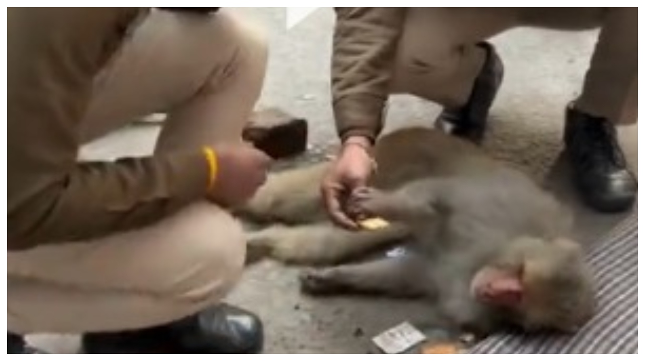 குட்டியின் மரணத்தால் வாடிய தாய் குரங்கை மீட்ட ஹீரோக்கள்… போலீஸார் செய்த அந்த ஒரு விஷயம்… அடுத்த நாள் நடந்த அதிசயம்… வைரலாகும் வீடியோ…!!!