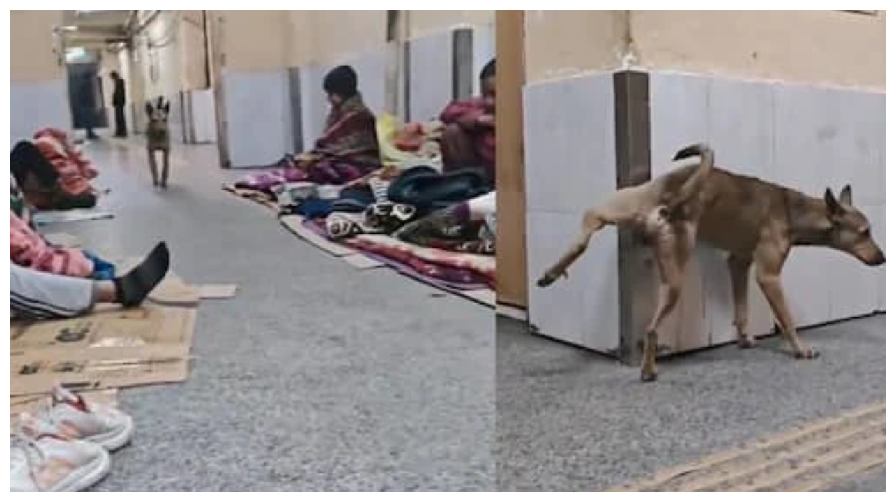 ஷாக்: நோயாளிகள் படுத்திருக்கும் இடத்திலேயே சிறுநீர் கழித்த நாய் – மருத்துவமனையா? இல்ல மாட்டுத் தொழுவமா?… வைரலாகும் வீடியோ…!!!