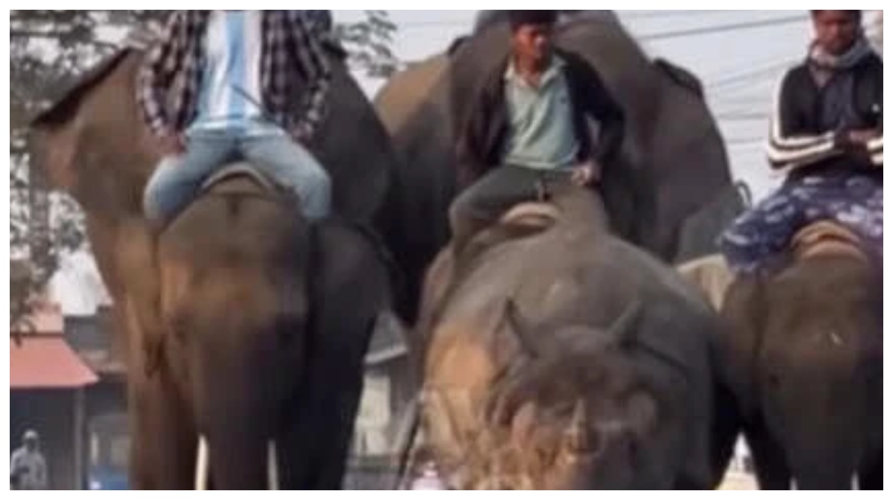 ஊருக்குள் புகுந்த காண்டாமிருகம்.. துரத்தாமல் யானைகள் செய்த நெகிழ்ச்சியான செயல் – வைரலாகும் வீடியோ..!!!