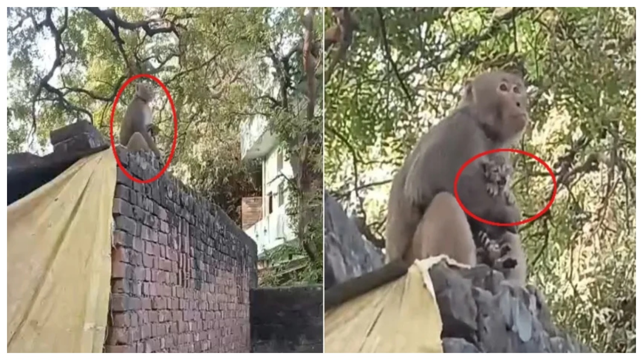 “பாசத்திற்கு ஏது இனம்”… பூனைக்குட்டியைத் தன் நெஞ்சோடு அணைத்துக் கொண்ட குரங்கு… வைரலாகும் வீடியோ…!!!