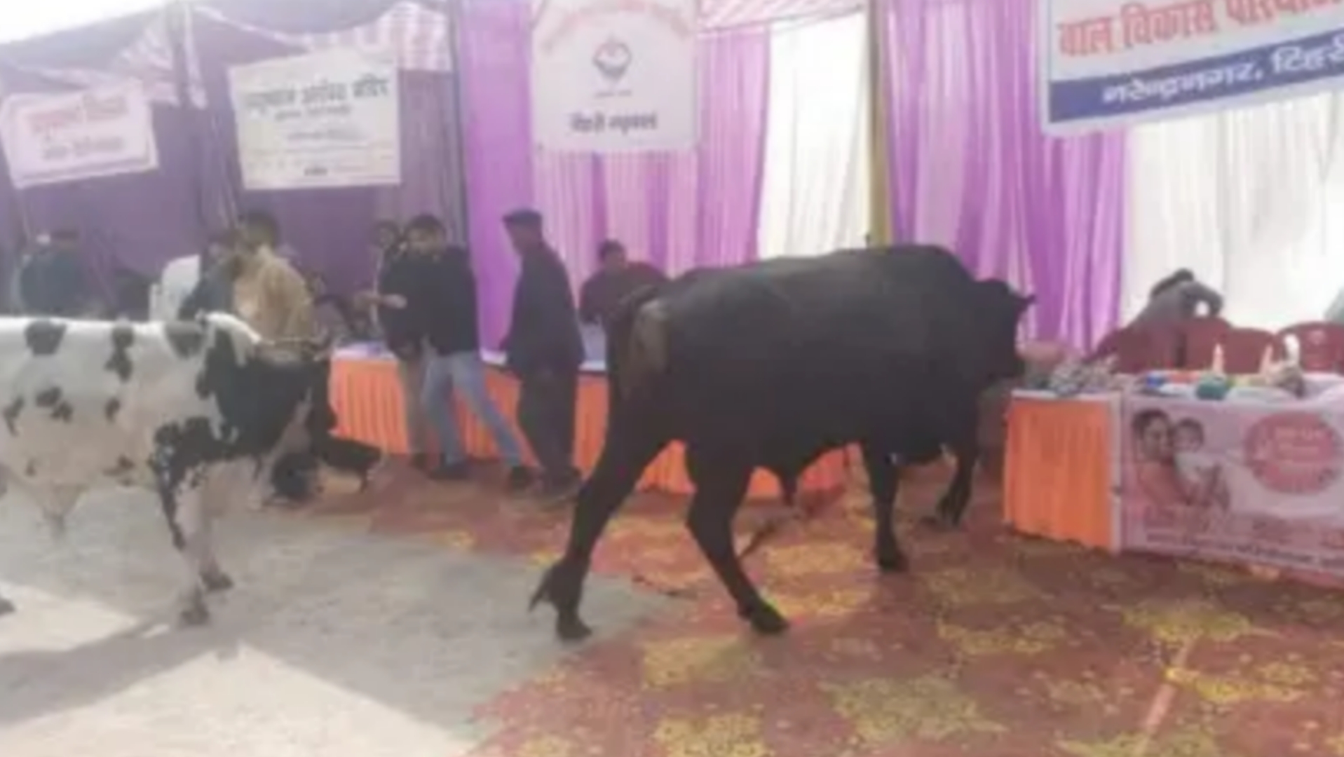 கம்ப்ளைன்ட் கொடுக்க வந்த இடத்துல…. லைவ் டெமோ காட்டிய மாட்டு மந்தை…. சிதறி ஓடிய அதிகாரிகள்…. வைரலாகும் வீடியோ….!!