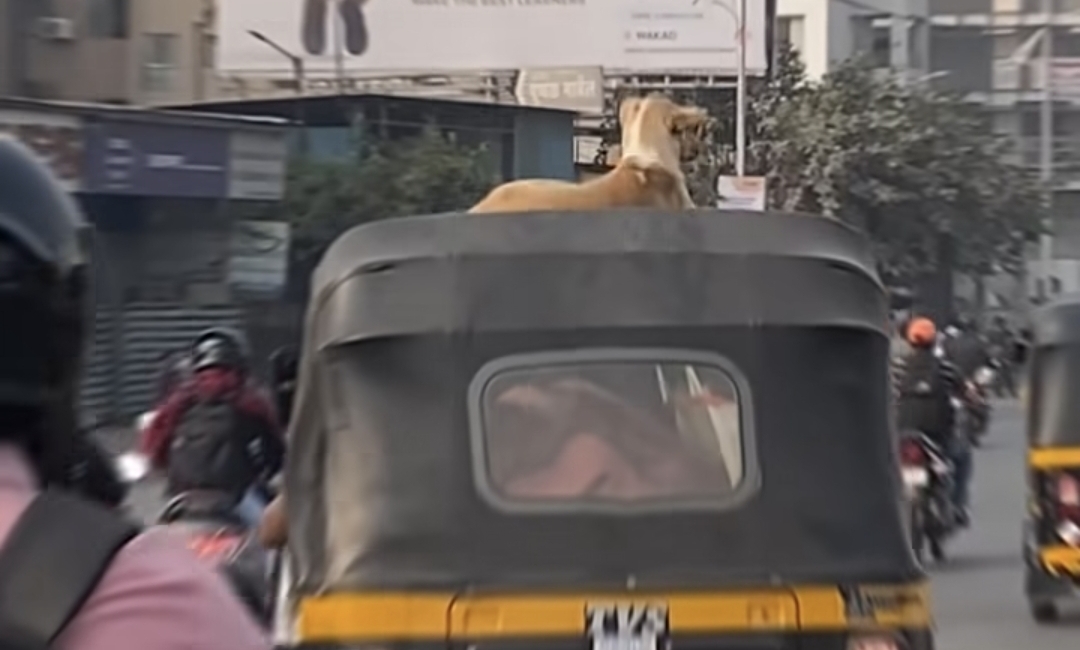 “இது நம்ம லிஸ்ட்லயே இல்லையே” – டாவ் அடிக்கும் ‘டாக்’…. ஆட்டோ மேல ஏறி ஒரு ரவுண்ட்…. நெட்டிசன்கள் ஷாக்….!!