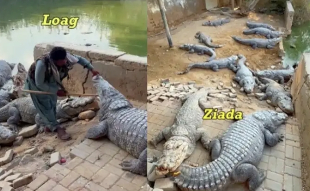 முதலைகளுக்கு ஸ்வீட் ஊட்டும் பக்தர்கள்! கராச்சியில் நடக்கும் விசித்திர விபரீதம்…. ‘அட பைத்தியக்காரங்களா’ என மிரளும் உலகம்….!!
