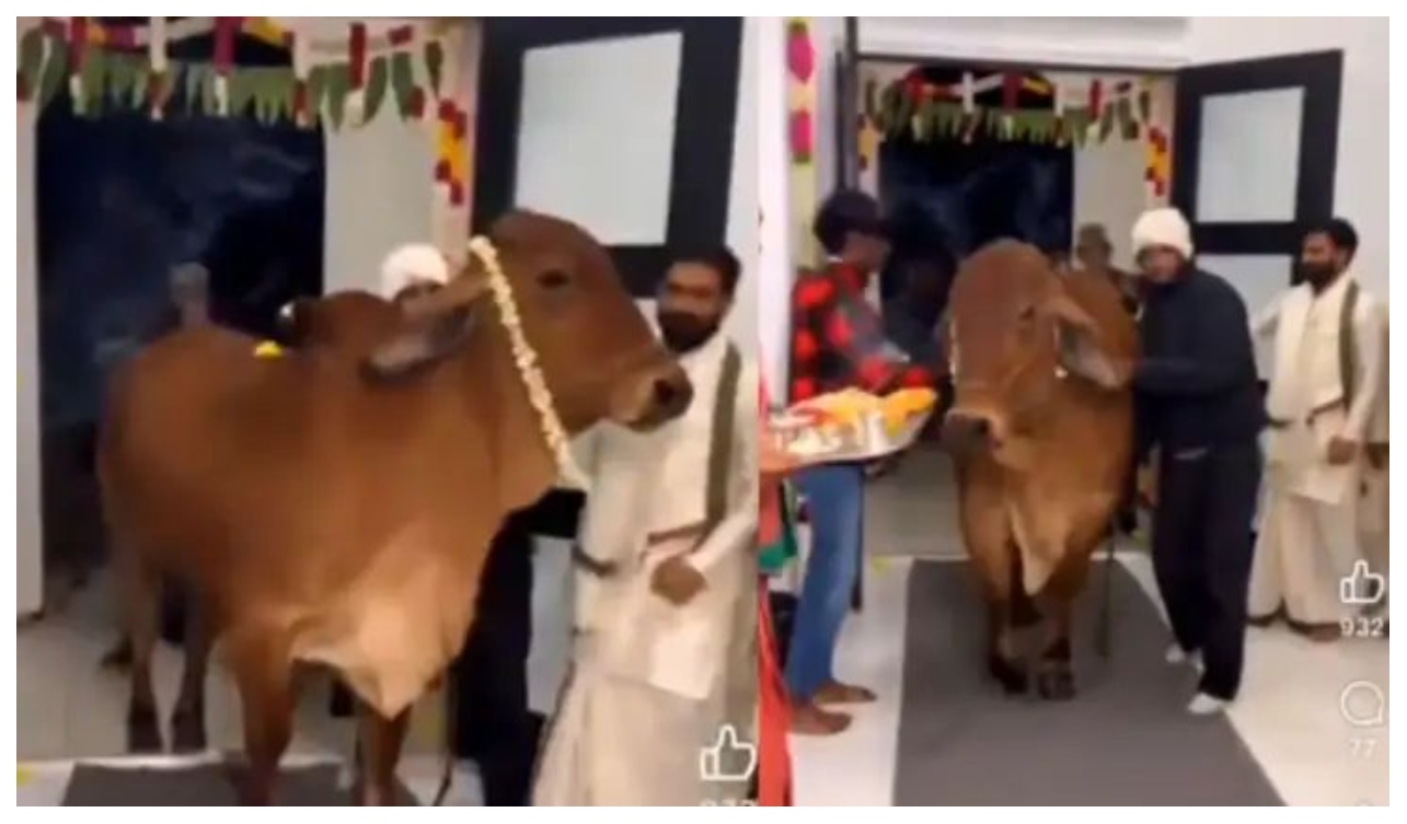 ஏன் அமெரிக்காவில் இப்படி செய்யக்கூடாதா..? “புது வீட்டுக்குள் பசுமாட்டினை அழைத்து சென்று பூஜை செய்த தம்பதி”… வீடியோ வைரலானதால் வெடித்த விவாதம்..!!