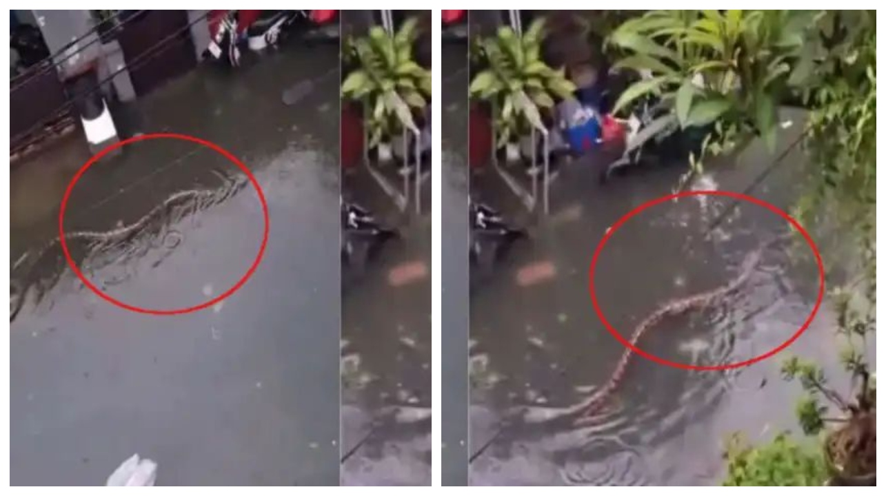 பார்த்தாலே உடம்பெல்லாம் நடுங்குது..! வீட்டிற்கு வெளியே தண்ணீரில் மிதந்த ராட்சத மழை பாம்பு…. வைரலாகும் திக் திக் வீடியோ…!!!!