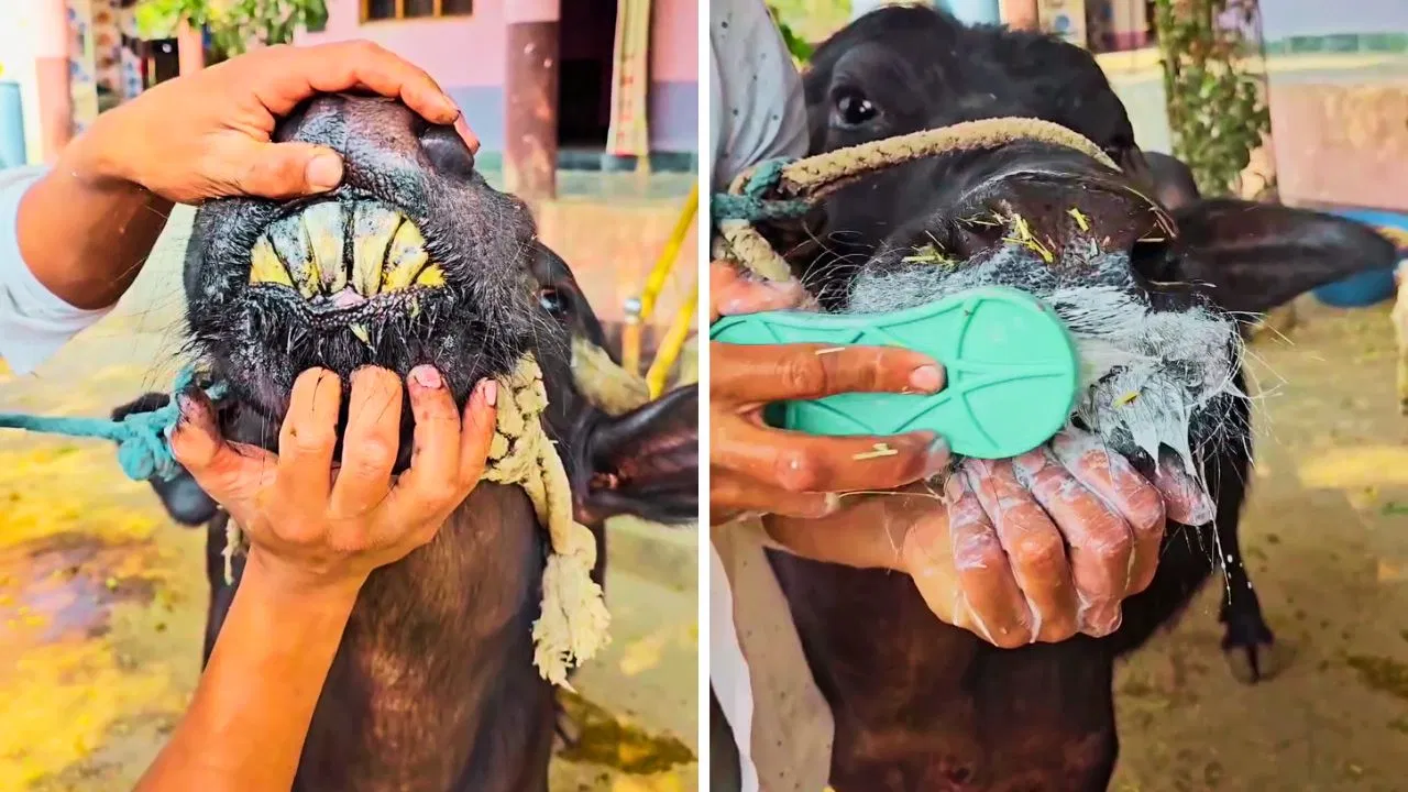 “மாட்டுக்கு இவ்வளவு வெள்ளையா பல்லு! என்ன பிராண்ட் பேஸ்ட்!”… எருமைக்கு டெண்டல் கேர் செய்த உரிமையாளர்.. வைரலாகும் அதிர வைக்கும் வீடியோ..!!!