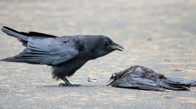 “காக்கா செத்து கிடந்தா கிட்ட போயிடாதீங்க” – சென்னையில் பரவும் H5N1 வைரஸ்…. உஷாரா இருங்க மக்களே….!!