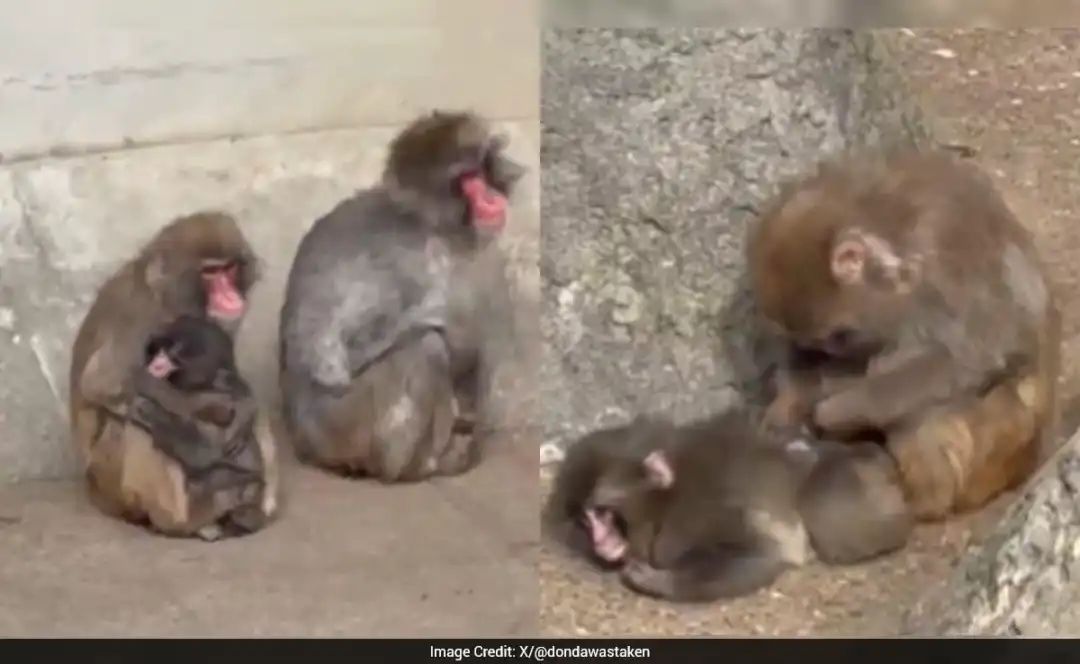 தாயால் கைவிடப்பட்ட குட்டிக்குரங்கு…. உடனே கட்டிப்பிடிச்சு அரவணைத்த மற்ற குரங்கு… வைரலாகும் நெகிழ்ச்சி வீடியோ…!!!
