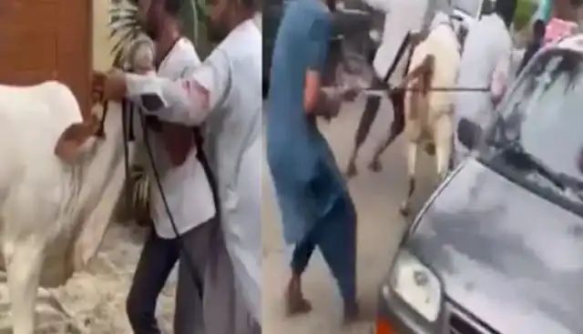 ஒரே ஒரு கயிறு… சிதறிய உயிர்.. 4 பேர் தடுத்தும் அடங்காத ஆக்ரோஷம்.. அந்தப் பசு ஏன் அப்படி ஓடியது? இணையத்தை அதிரவைக்கும் வைரல் வீடியோ..!!