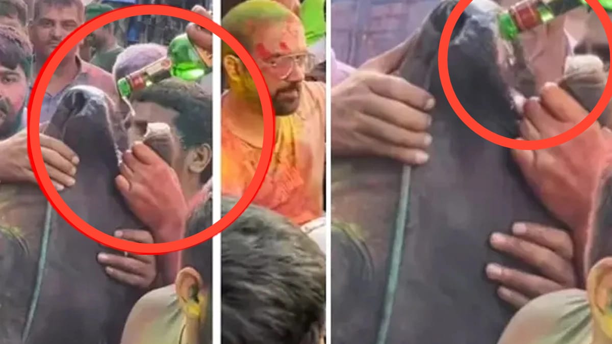 ஹோலி கொண்டாட்டத்தில் இப்படியொரு மிருகத்தனமா? பரிதாபமாக நின்ற பசு.. வாயைத் திறந்து மது ஊற்றிய இளைஞர்கள்.. வைரலாகும் பகீர் வீடியோ..!!