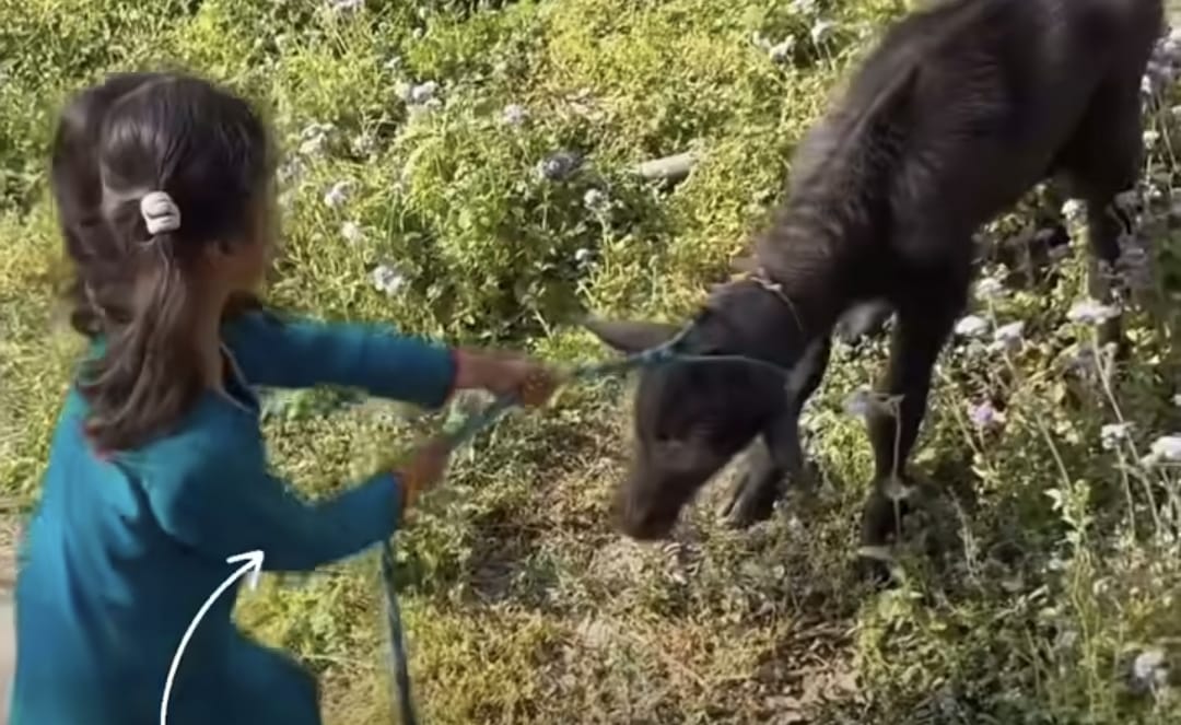 ​”நானும் உன் அம்மா பால் தான் குடிச்சிருக்கேன்” எருமைக்கன்றிடம் குட்டிப் பெண் காட்டிய தில்லு…. வைரலாகும் க்யூட் வீடியோ….!!