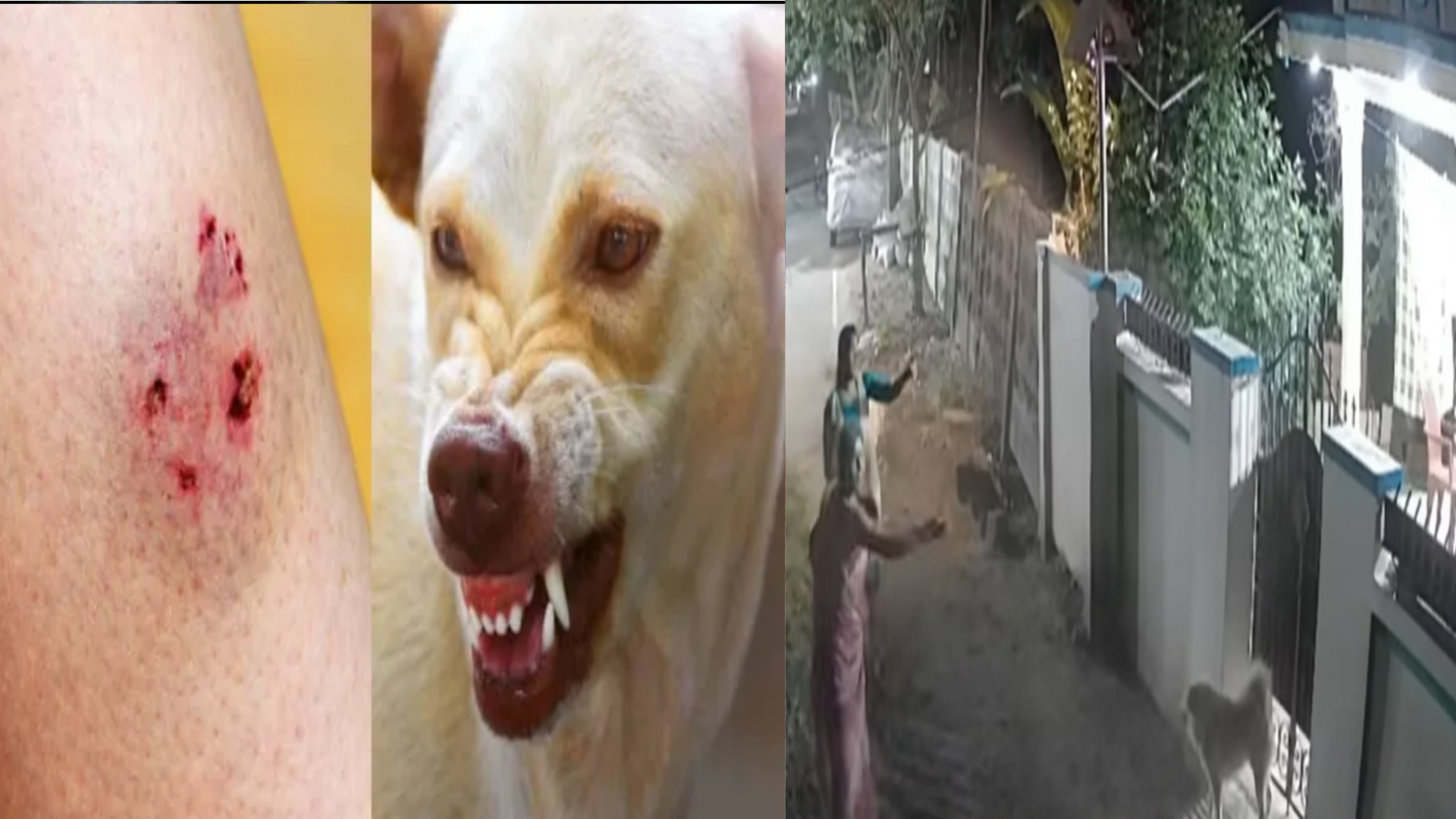 பழிவாங்க ஏவி விடப்பட்டதா வளர்ப்பு நாய்? கதற கதற கடித்த நாய்.. உள்ளே இருந்து வேடிக்கை பார்த்த குடும்பம்.. அதிர்ச்சி சம்பவம்..!!