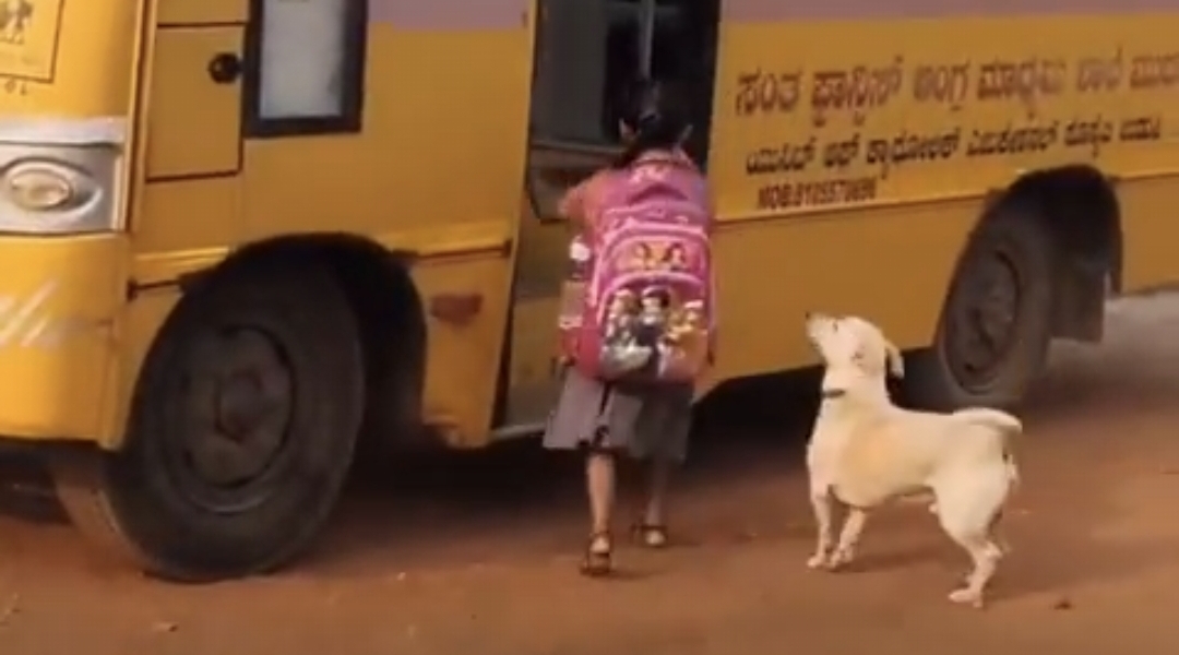 ”இவரை விட ஒரு பாசமான பாடி கார்டு கிடைப்பாரா?” ஸ்கூல் பஸ் வரை வந்து வழி அனுப்பி வைத்த நாய்….  இணையத்தை கலக்கும் வீடியோ….!!