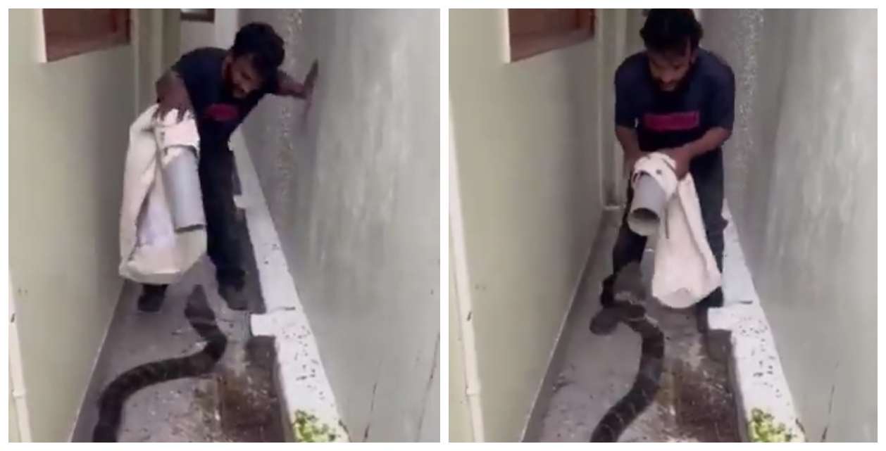 இப்படியும் ஒரு தைரியமா? ஒரே நொடியில் முடிந்துவிடும் உயிர்.. ஆனாலும் அசராத இளைஞர்.. ராஜநாகத்தை பையில் அடைத்த வினோத டெக்னிக்.. வைரலாகும் வீடியோ..!!