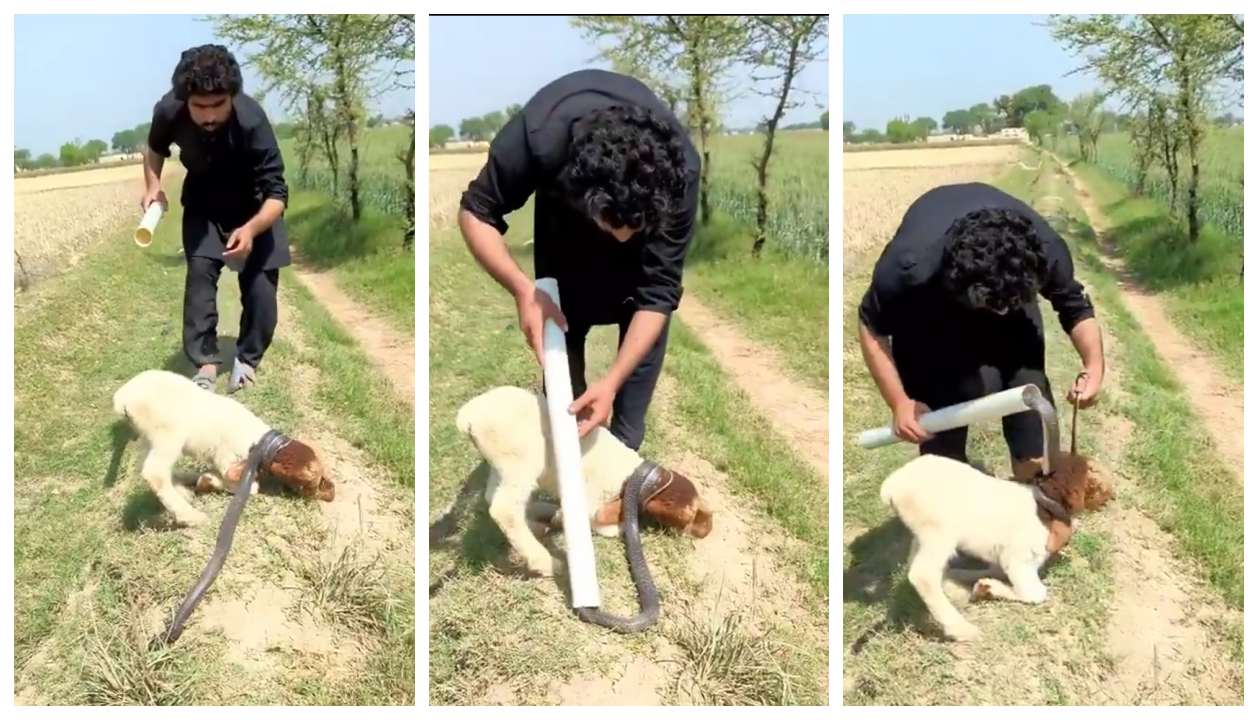 புல் மேய்ந்த ஆட்டுக்கு வந்த வினை..‌ கழுத்தைச் சுற்றிய ராஜநாகம்.. வாலிபர் செய்த அந்த காரியத்தைப் பாருங்க.. இணையத்தை உலுக்கும் வீடியோ..!!