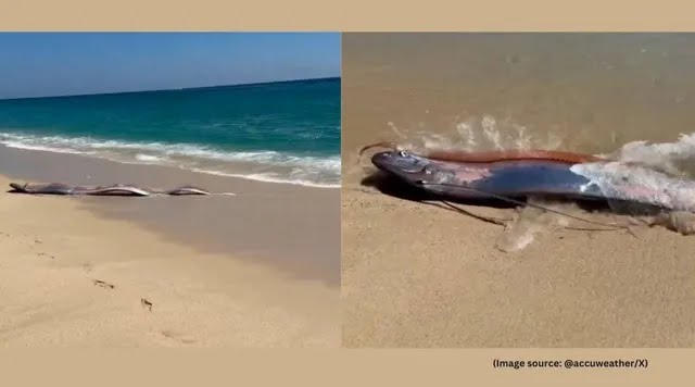 உலகம் அழியப் போகுது… ஆழ்கடலில் இருந்து வந்த ஆபத்தான அறிகுறி?… 30 அடி நீளமுள்ள மீன்கள்… வைரலாகும் பகீர் வீடியோ…!!!