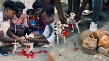 நிஜ கல்யாணத்தையே மிஞ்சிட்டாங்க பா..! நாய்க்குட்டிகளுக்கு திருமணம் செய்து வைத்த வாலிபர்கள்… பொண்ணுக்கு விருப்பம் இல்ல போல… ஆசிர்வாதம் தான் ஹைலைட்.. வீடியோ வைரல்..!!