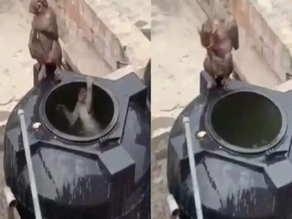 “செம ஐடியா போங்க!”… வெயிலுக்கு பயந்து குரங்குகள் செஞ்ச வேலைய பாருங்க.. வைரலாகும் அலப்பறை வீடியோ…!!!