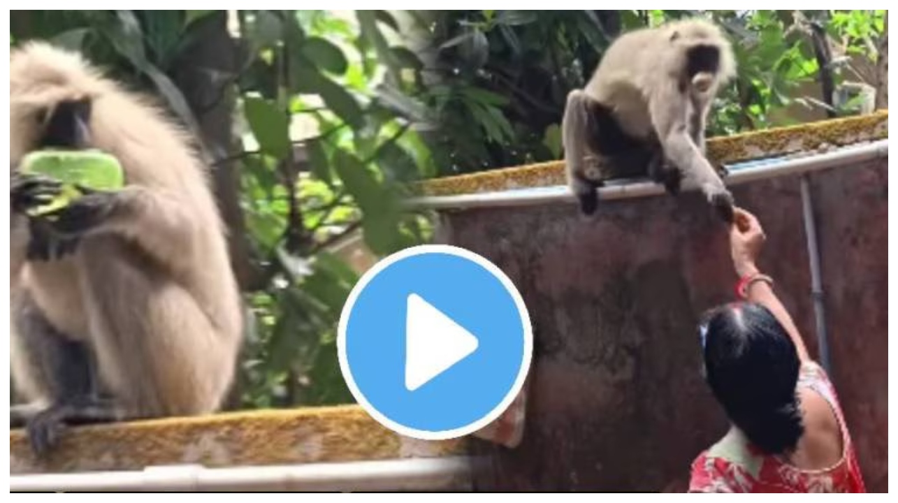 குட்டிக் குரங்கு செய்த குறும்பு… மனிதர்களைப் போலவே திட்டித் தீர்த்த தாய்… அம்மான்னா சும்மாவா?… இணையத்தில் தீயாய் பரவும் வீடியோ..!!!