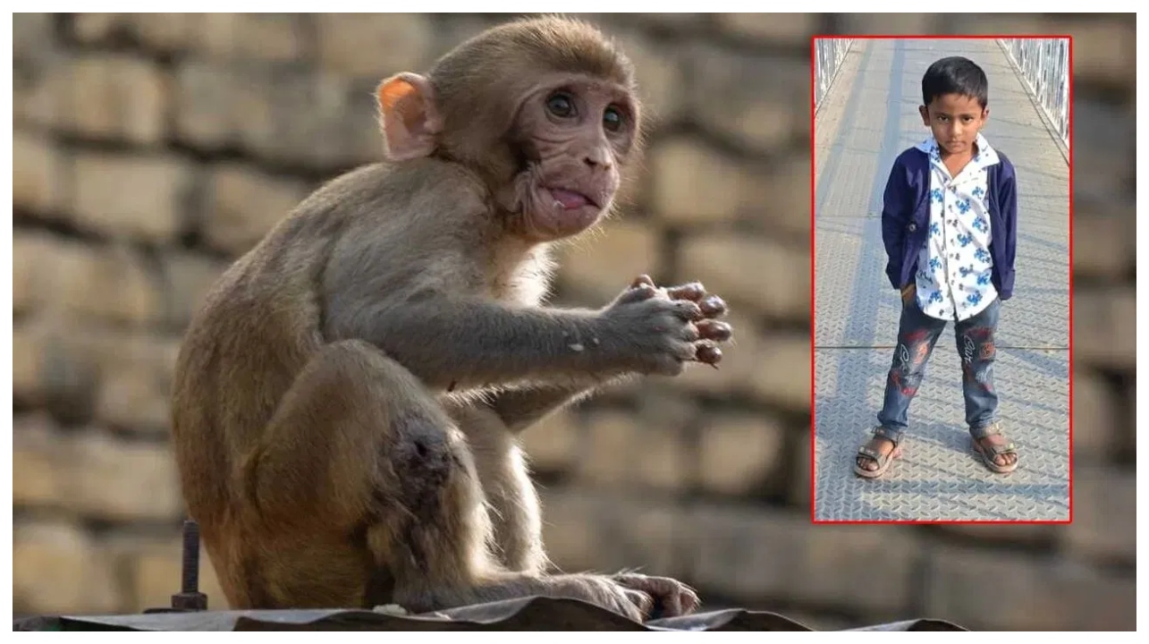 குரங்குக்காக வைத்த பொறி… பலியானது ஒரு பிஞ்சு உயிர்… அதிகாரிகளின் அலட்சியத்தால் நேர்ந்த கொடூரம்… நெஞ்சை உறைய வைக்கும் சம்பவம்…!!