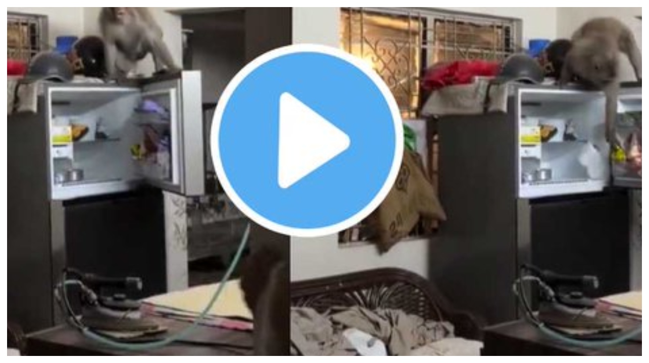 சாப்பாட்டு ராமன் இல்ல.. இது ‘பிரிட்ஜ்’ ராமன்… பிரிட்ஜில் குரங்கு தேடிய ‘அந்த’ ஒரு விஷயம்… இணையத்தை கலக்கும் ‘ஸ்மார்ட்’ குரங்கின் வீடியோ..!!!